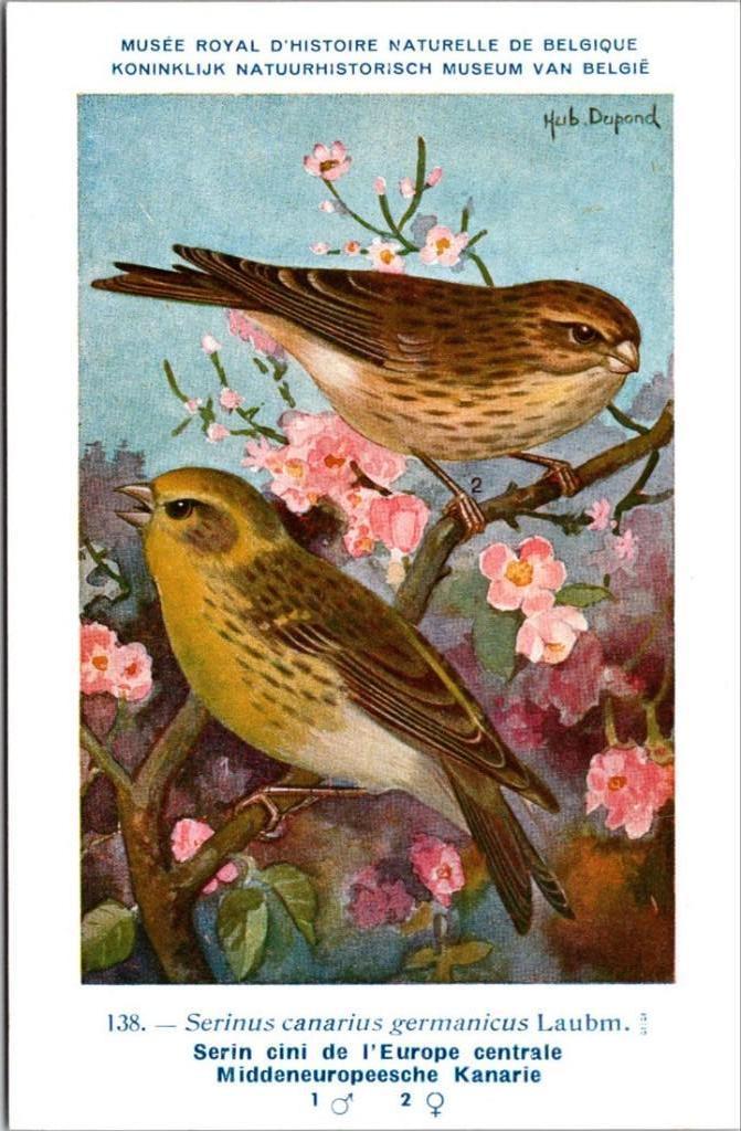 Middeneuropeesche Kanarie – Nº 138 – Belgian Museum History, Verzamelen, Postkaarten | Dieren, Verzenden, Ongelopen, Vogel