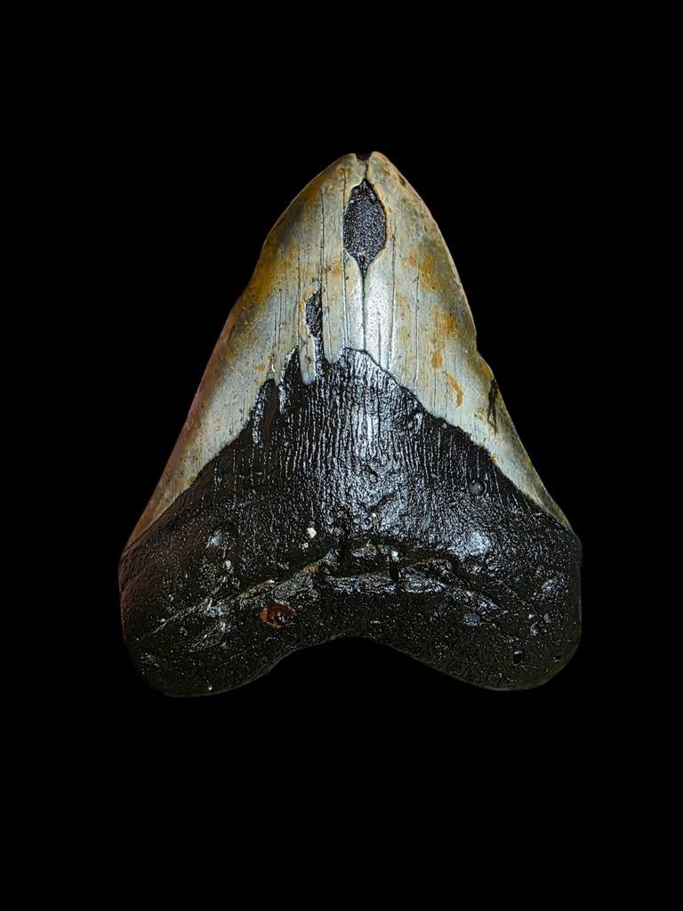 Enorme Carcharodon megalodon tand 5,46" / 13,88 cm., Verzamelen, Ophalen of Verzenden, Fossiel