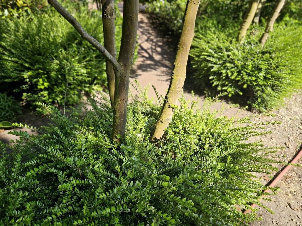 Lonicera nitida maigruen.promo van de kwekerij!, Jardin & Terrasse, Plantes | Arbustes & Haies, Enlèvement, Autres espèces, Arbuste