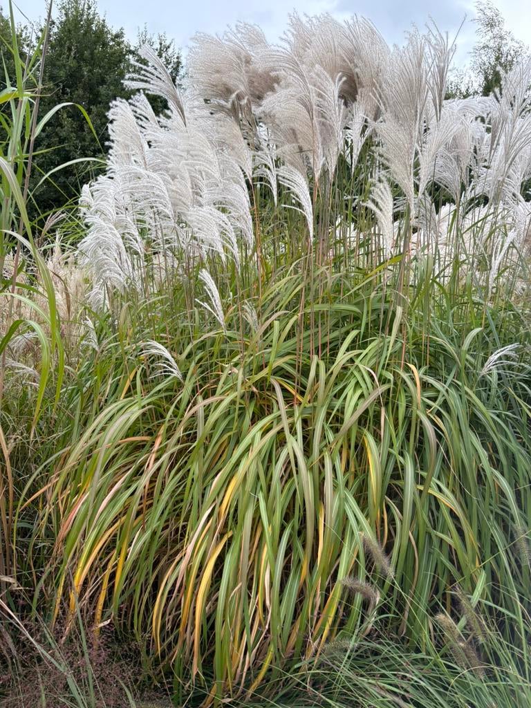 Miscanthus., Tuin en Terras, Ophalen, Volle zon, Vaste plant, Siergrassen