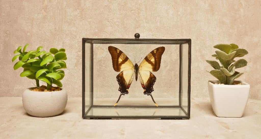 vlinder in glazen box, Enlèvement ou Envoi, Neuf, Autres, Autres types