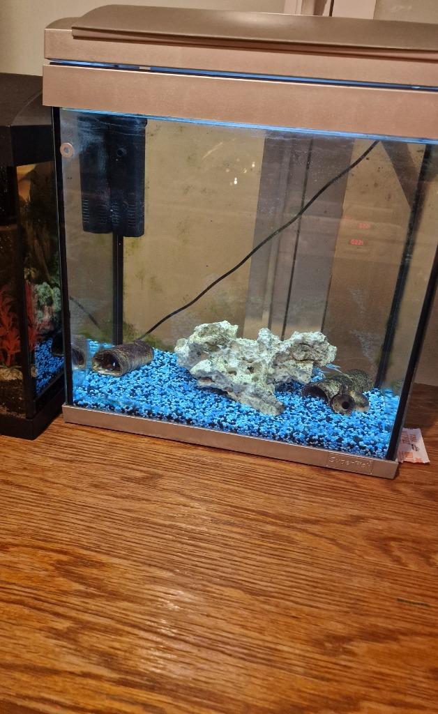 Aquarium met kreeft ( procambarus alleni ), Ophalen, Gebruikt
