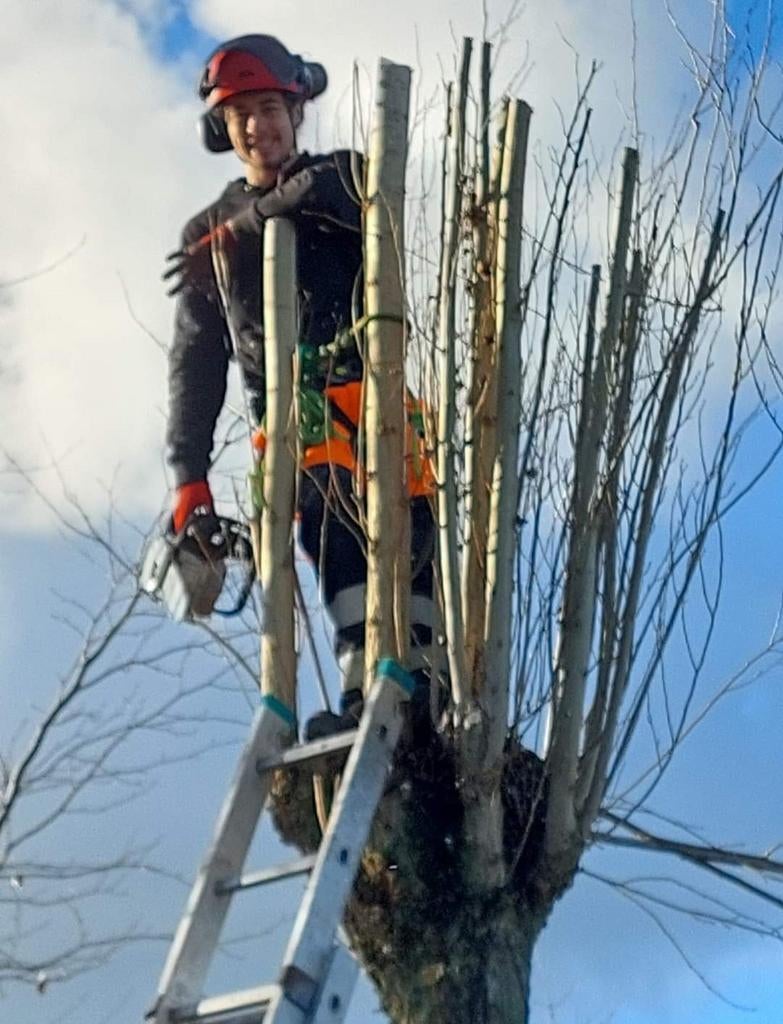 BOMEN HAGEN  snoeien, knotten, vellen, aanplanten., Garantie, Tuinonderhoud of Snoeiwerk