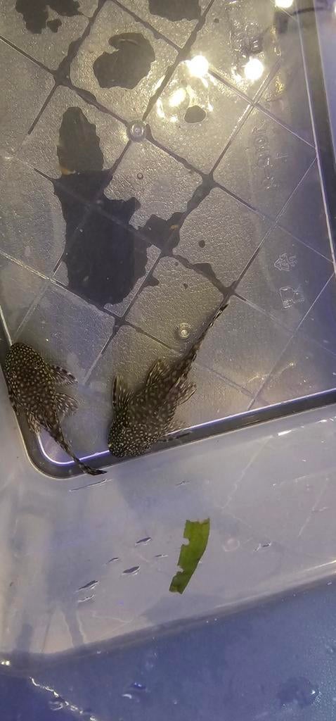 ancistrus 7cm