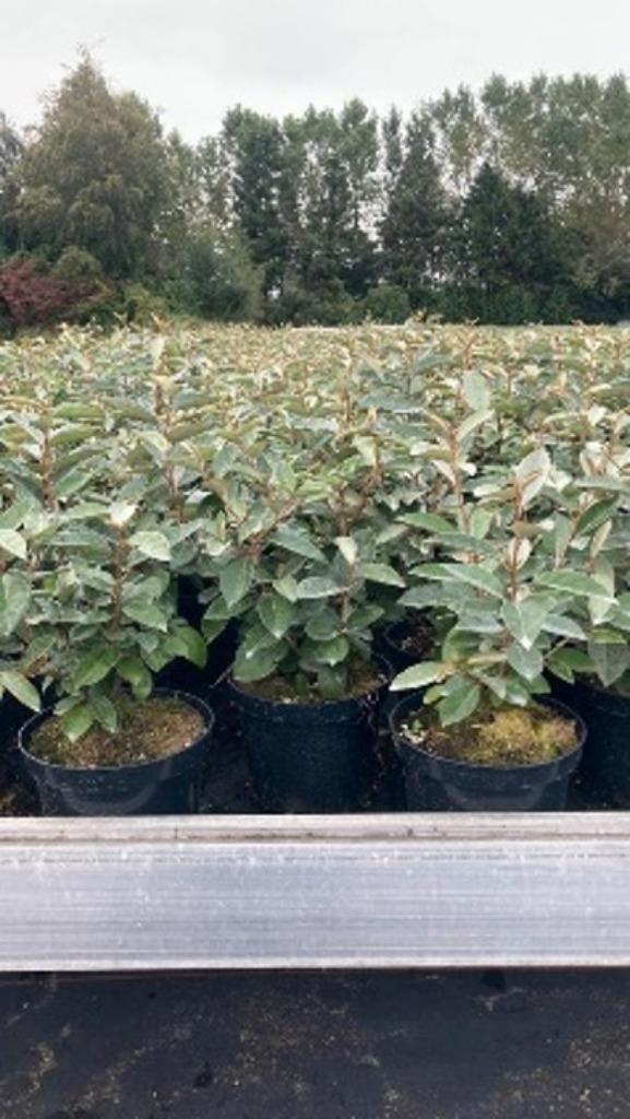 Elaeagnus ebbingei, kluit beschikbaar, Ophalen, Overige soorten, Struik