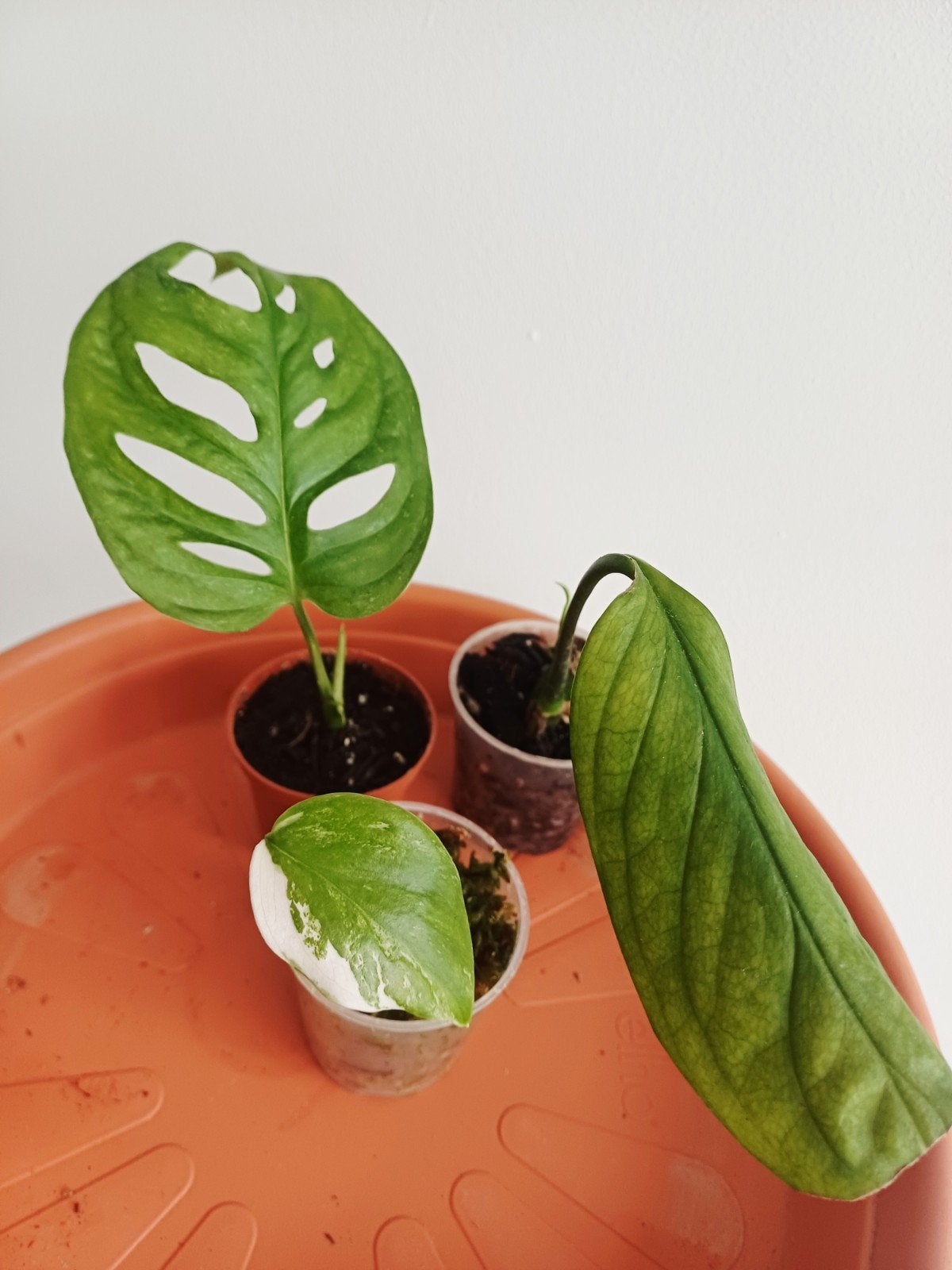Set van 3 Monstera, Overige soorten, In pot, Minder dan 100 cm, Groene kamerplant