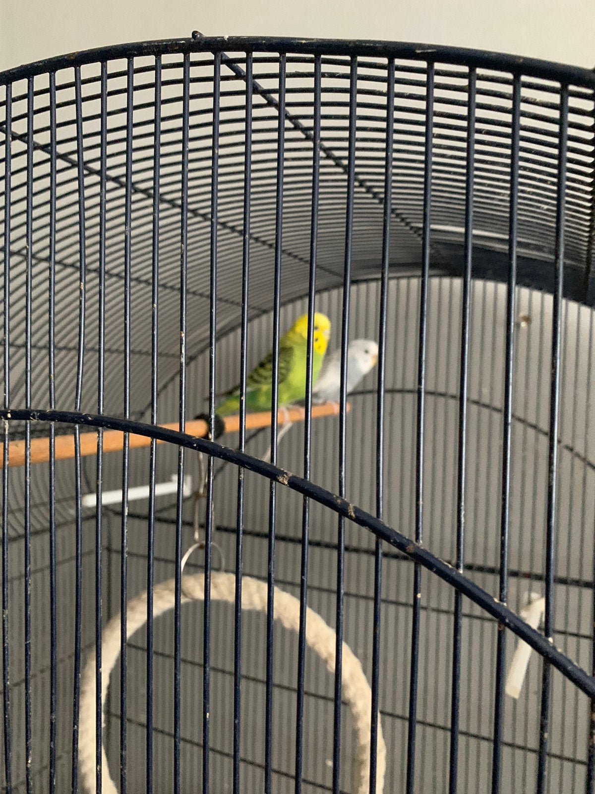 3 grasparkieten met grote kooi