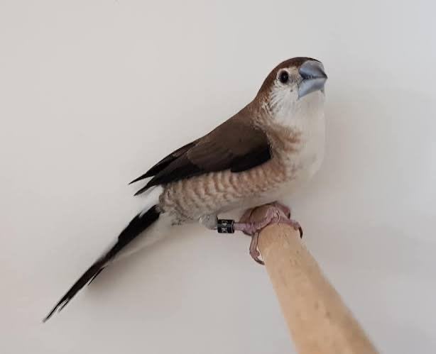 loodbekjes wildkleur tt kwaliteit, Tropenvogel, Geringd