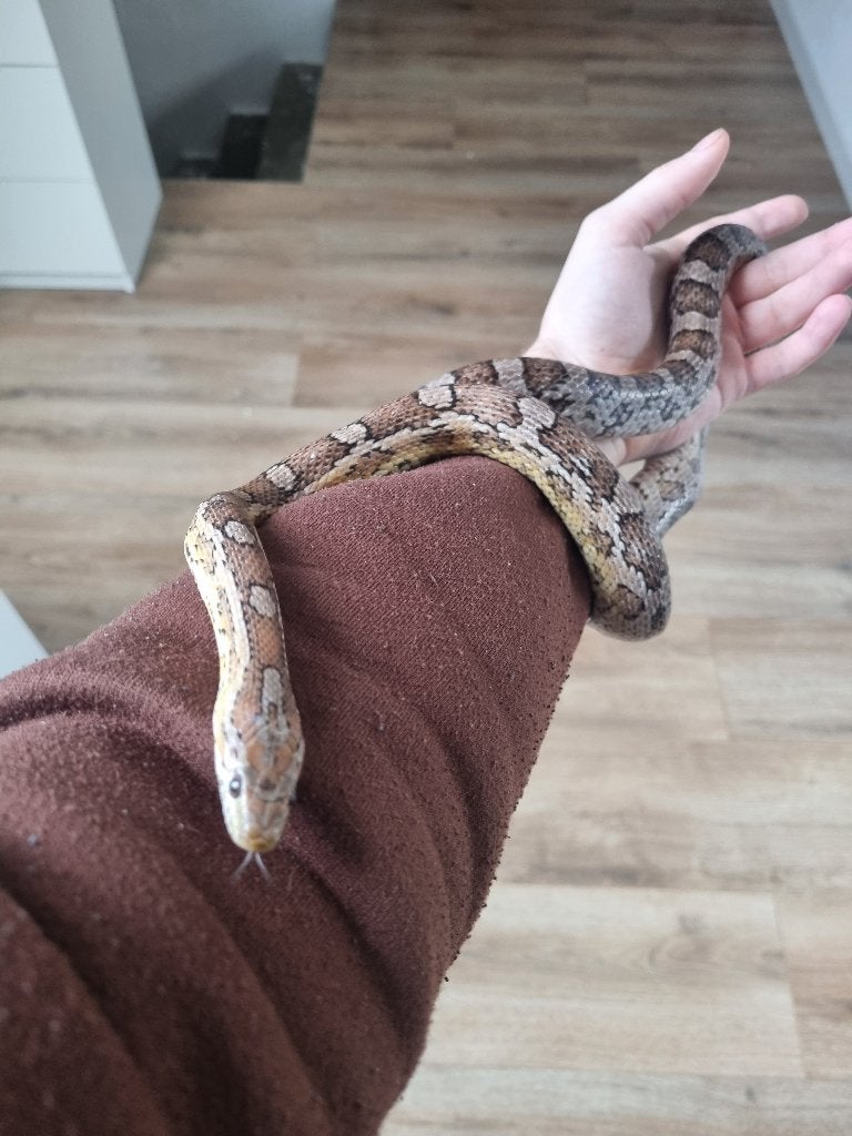 Korenslang anery, Dieren en Toebehoren, Slang, Tam, 3 tot 6 jaar