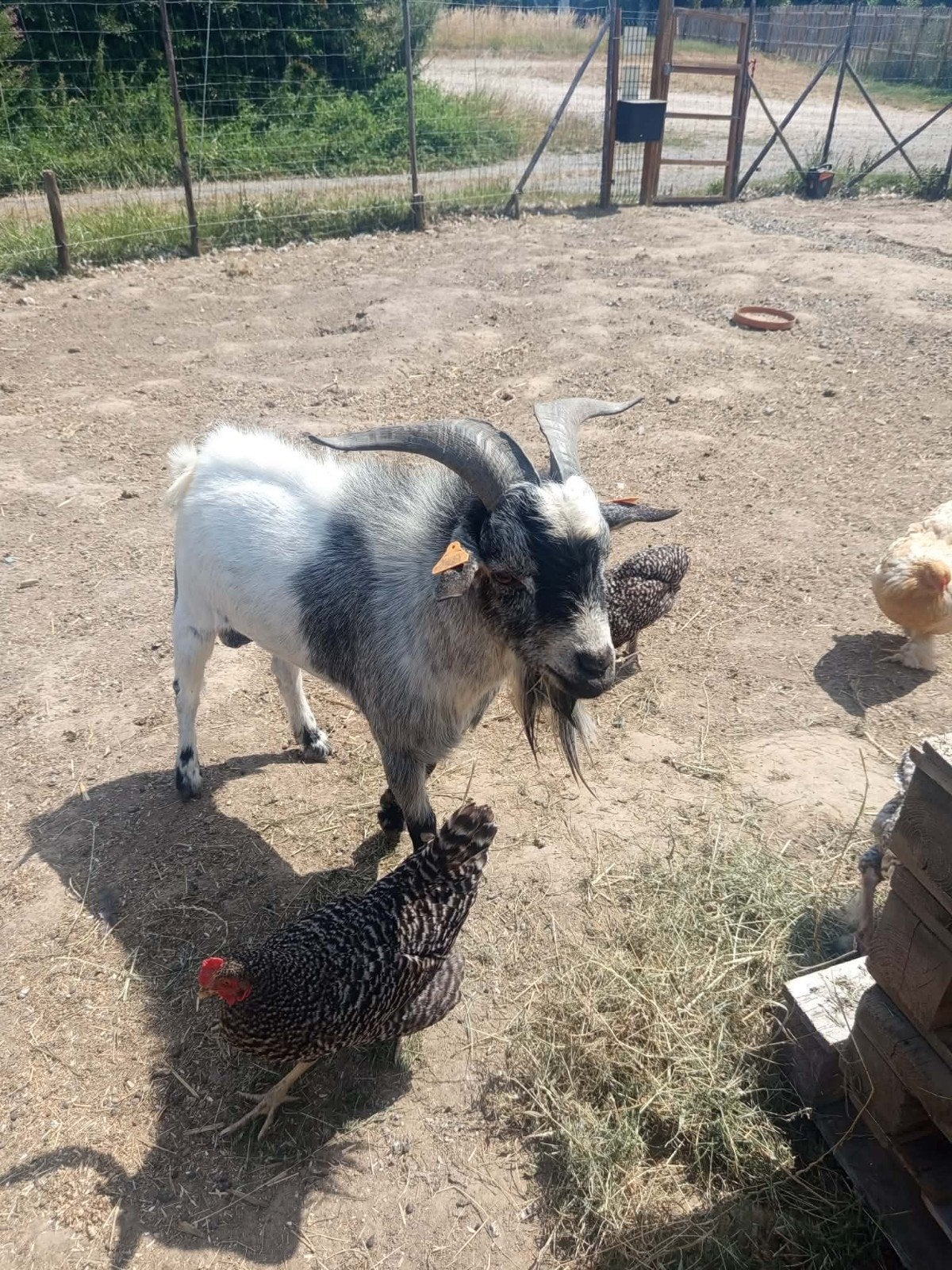Dwerg geit Mannetje bok niet gecastreerd zeer vruchtbaar, Animaux & Accessoires, Moutons, Chèvres & Cochons, Chèvre