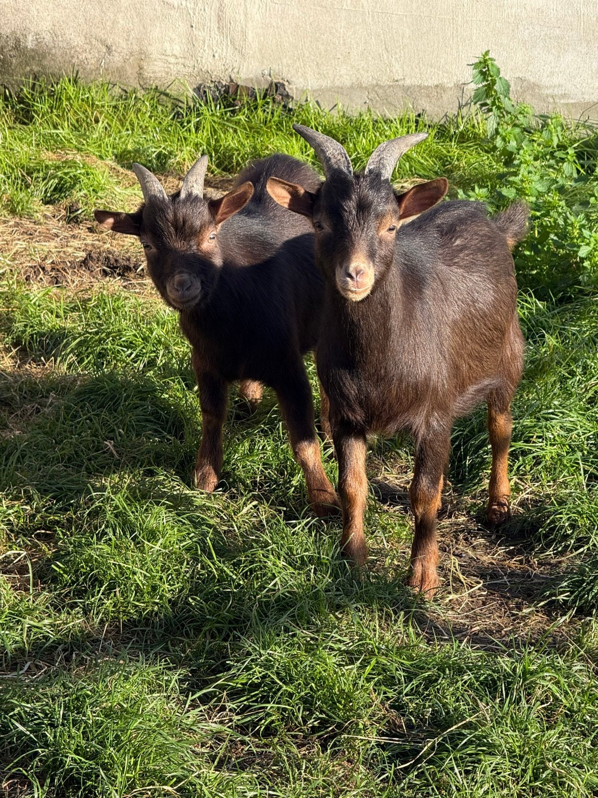 Chocotan dwerggeit, Mannelijk, Geit, 0 tot 2 jaar