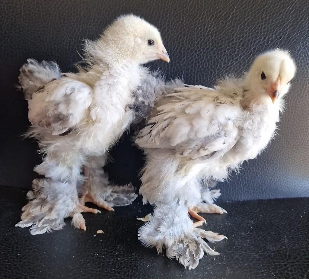 Brahma Groothoender kuikens Columbia Wit Zwart