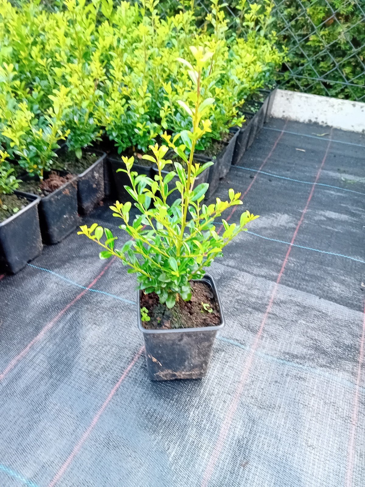 Ilex Luxus, Enlèvement, Buis
