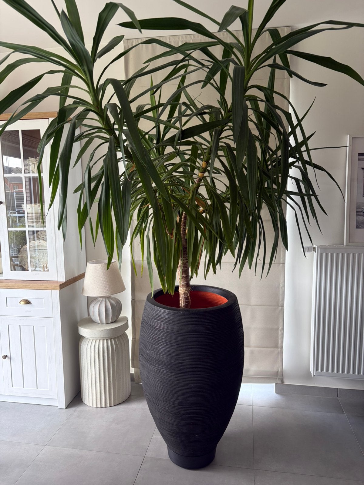 Grand Yucca d’intérieur environ 2,5m Très bel état, Maison & Meubles, Enlèvement, Yucca