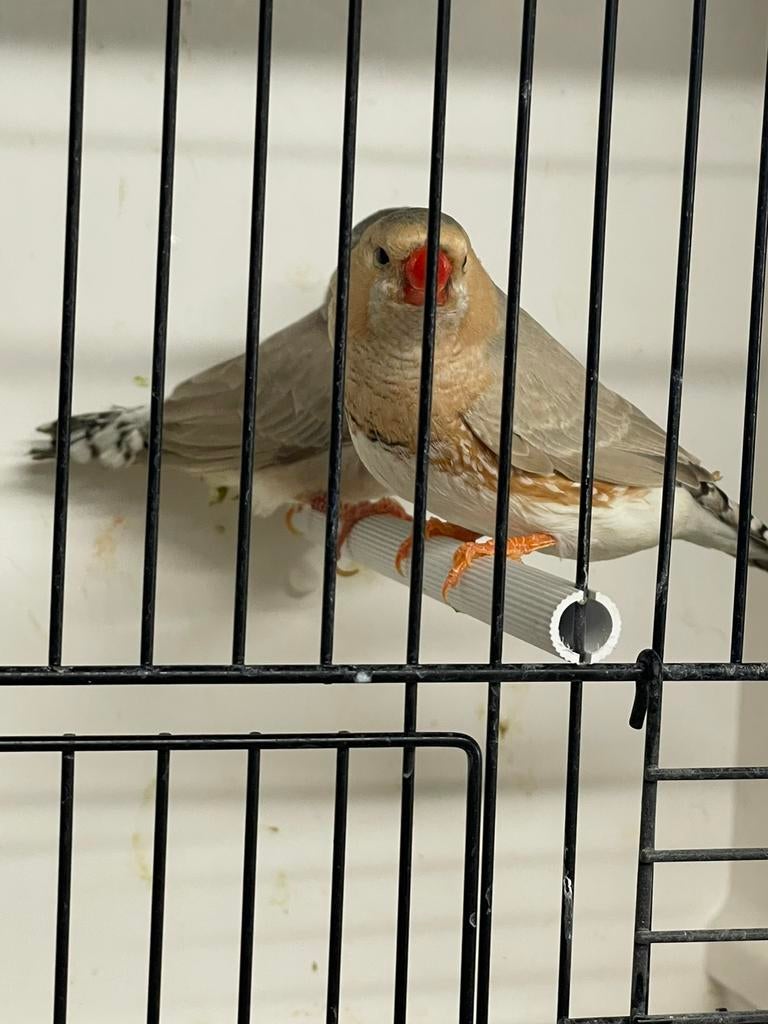 Kweekkoppel orb zwb bleekrug zebravinken, Dieren en Toebehoren, Vogels | Overige Vogels, Meerdere dieren, Tropenvogel, Geringd