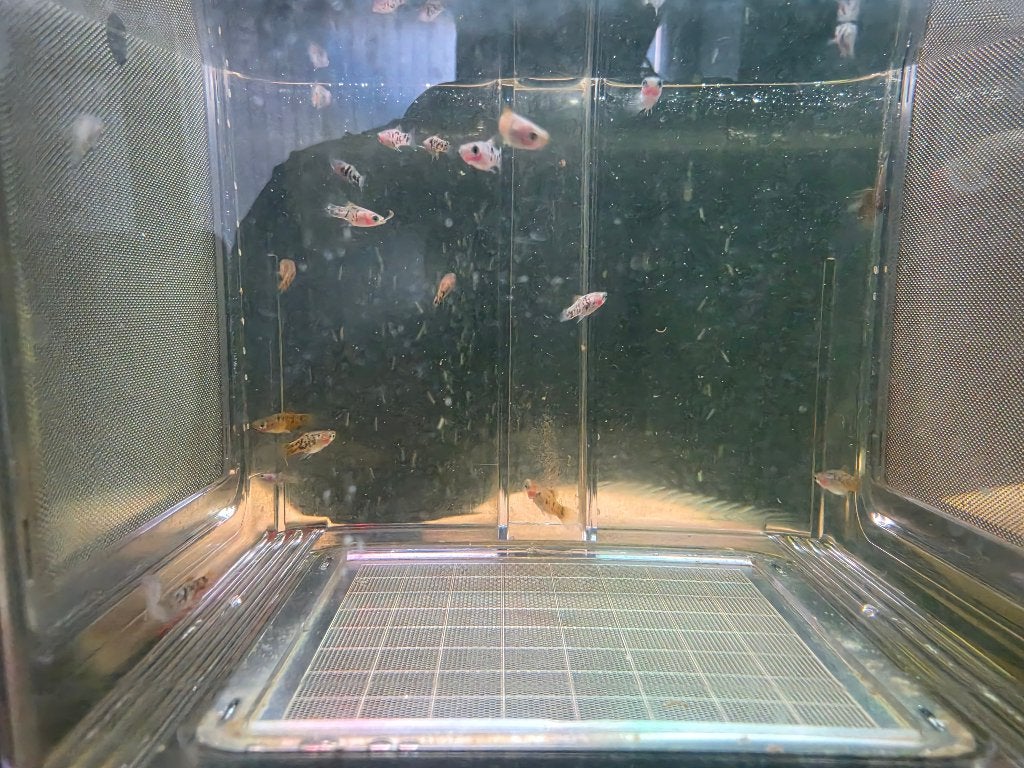 Platty's, Dieren en Toebehoren, Vissen | Aquariumvissen, Vis, Zoetwatervis