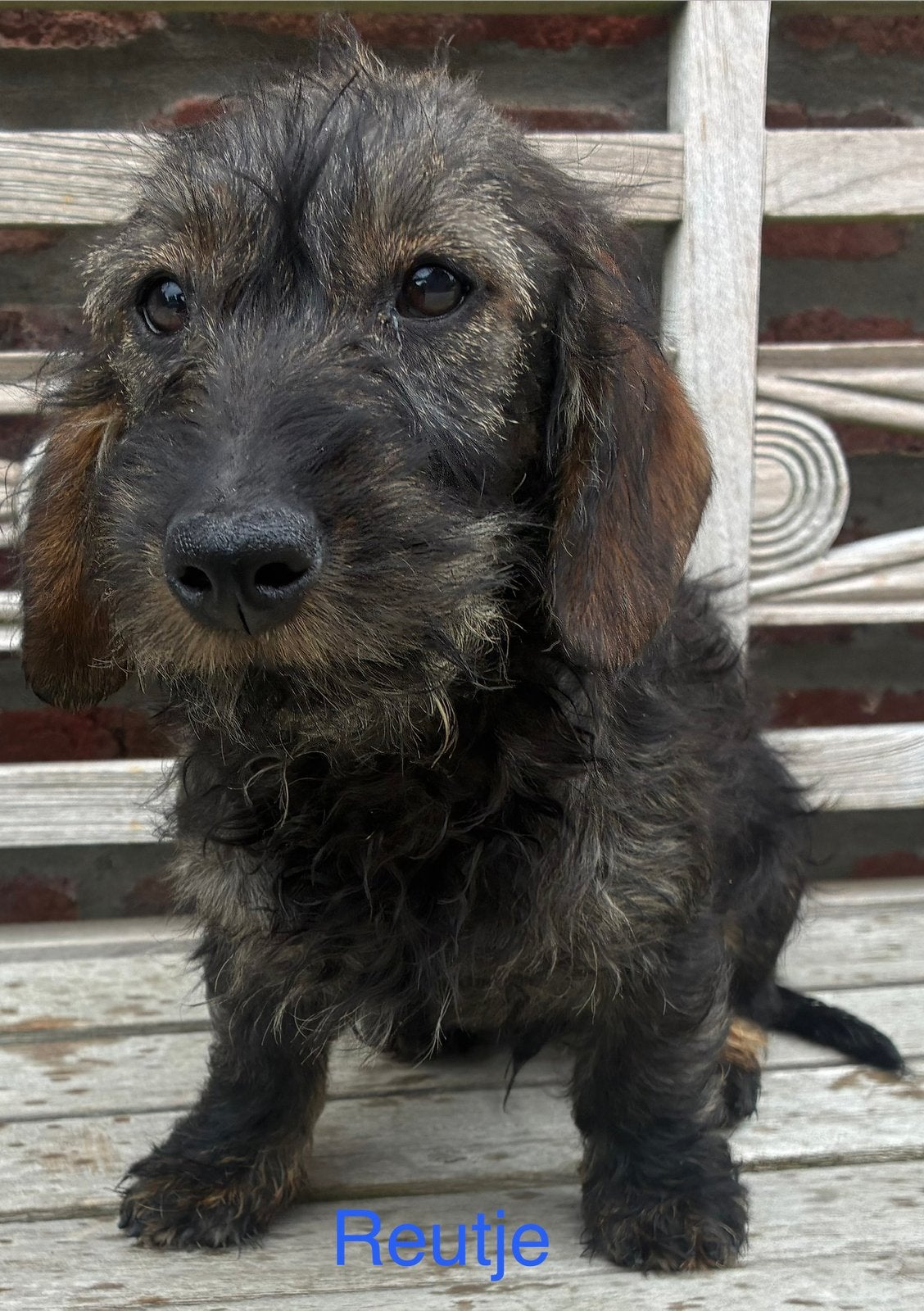 Chiots teckel à poil dur, Chien (mâle), Belgique, Poils durs, Plusieurs