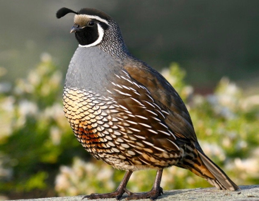 Californische Kuifkwartel te koop, Animaux & Accessoires, Oiseaux | Oiseaux Autre