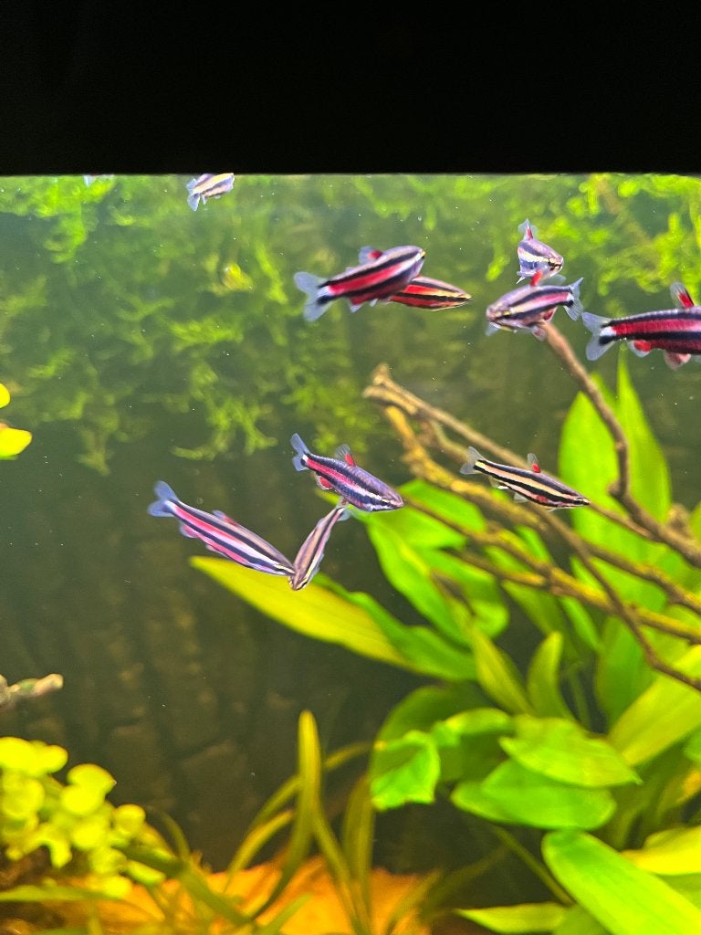 Nannostomus rubrocaudatus (Paarse Potloodvis), Animaux & Accessoires, Poisson, Poisson d'eau douce, Banc de poissons