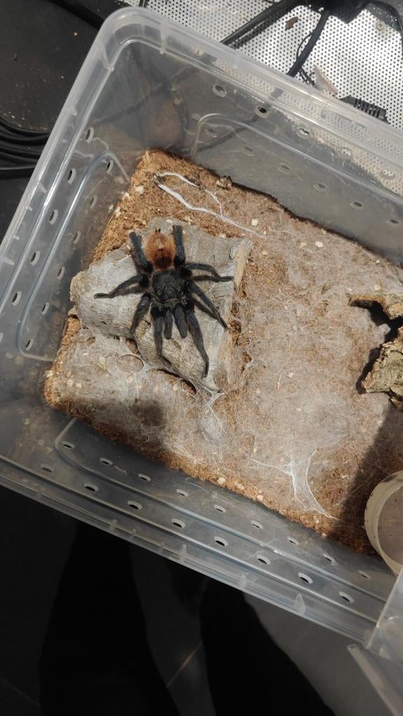 Chromatopelma cyaneopubescens, Dieren en Toebehoren