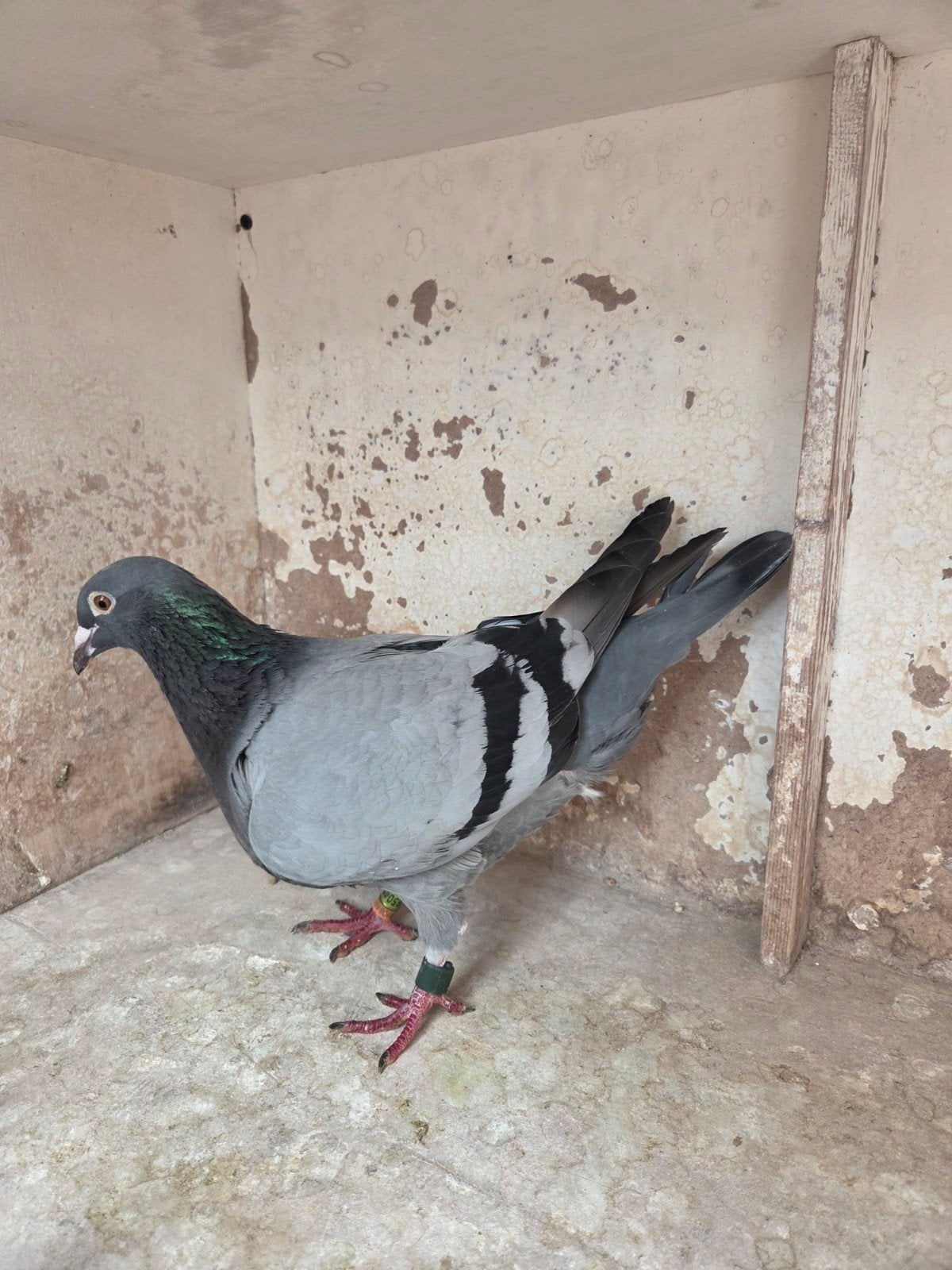 Te koop een duivin van 2023, Animaux & Accessoires, Oiseaux | Pigeons
