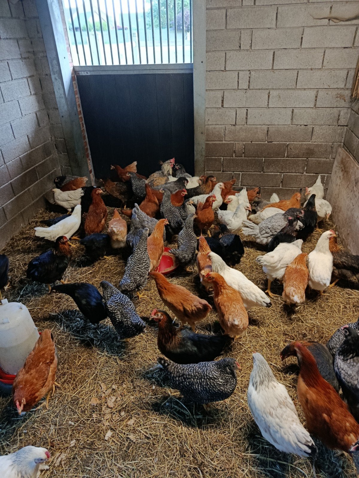 jonge legkippen legklaar!! promo !!, Dieren en Toebehoren, Kip