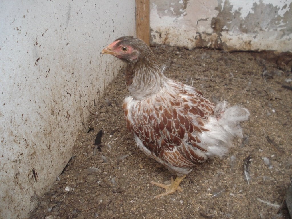 wyandotte hen (geelwit gezoomd), Vrouwelijk, Kip