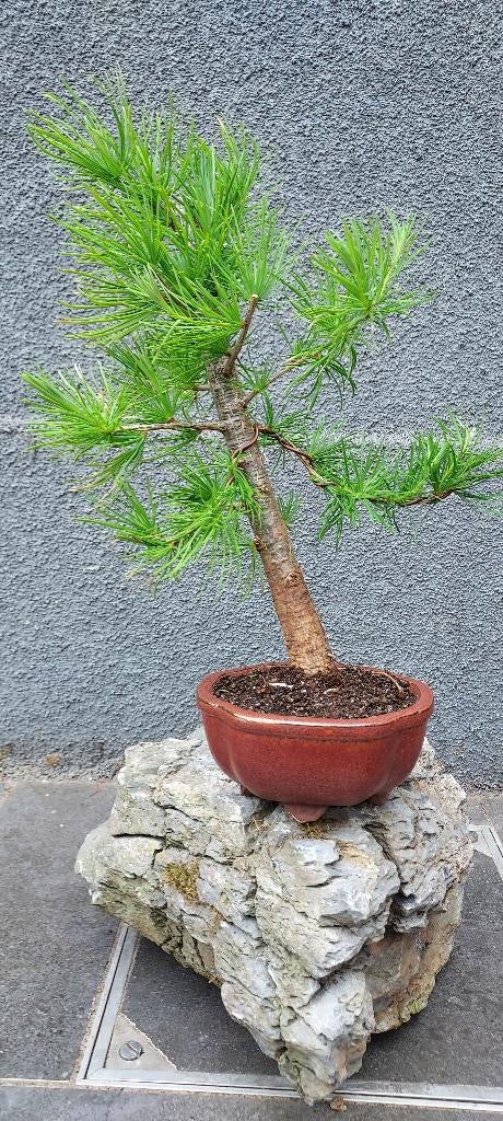 Bonsai boompjes, Tuin en Terras, Planten | Bomen, Ophalen of Verzenden, In pot