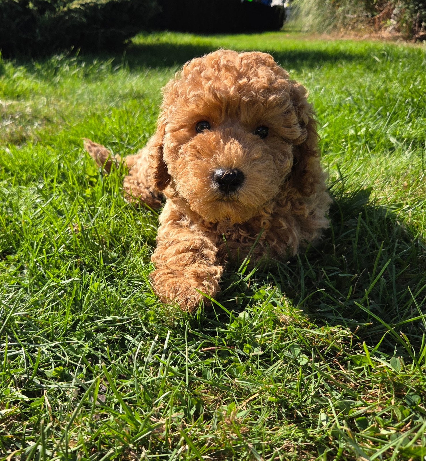 Prachtige dwergpoedelpuppy's, Poedel, België, Fokker | Hobbymatig, Meerdere