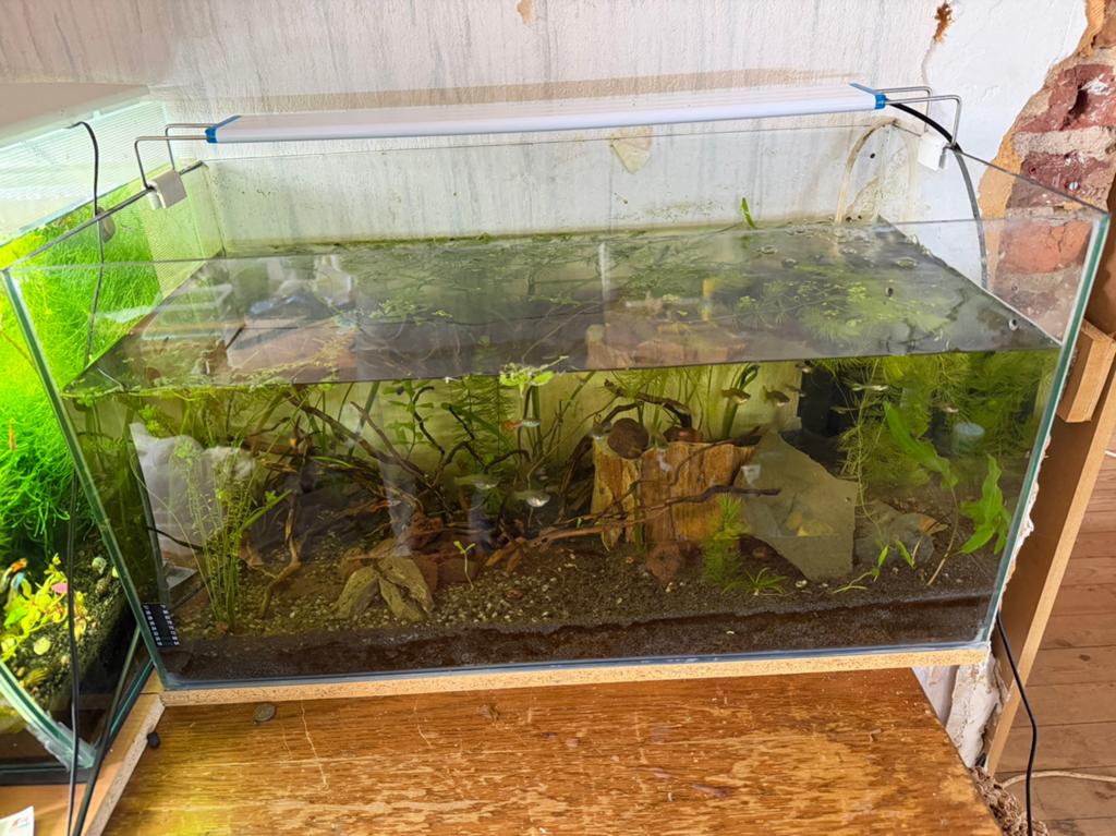 Aquarium 60l complet, Enlèvement, Plantes incluses, Utilisé, Aquarium d'eau douce rempli