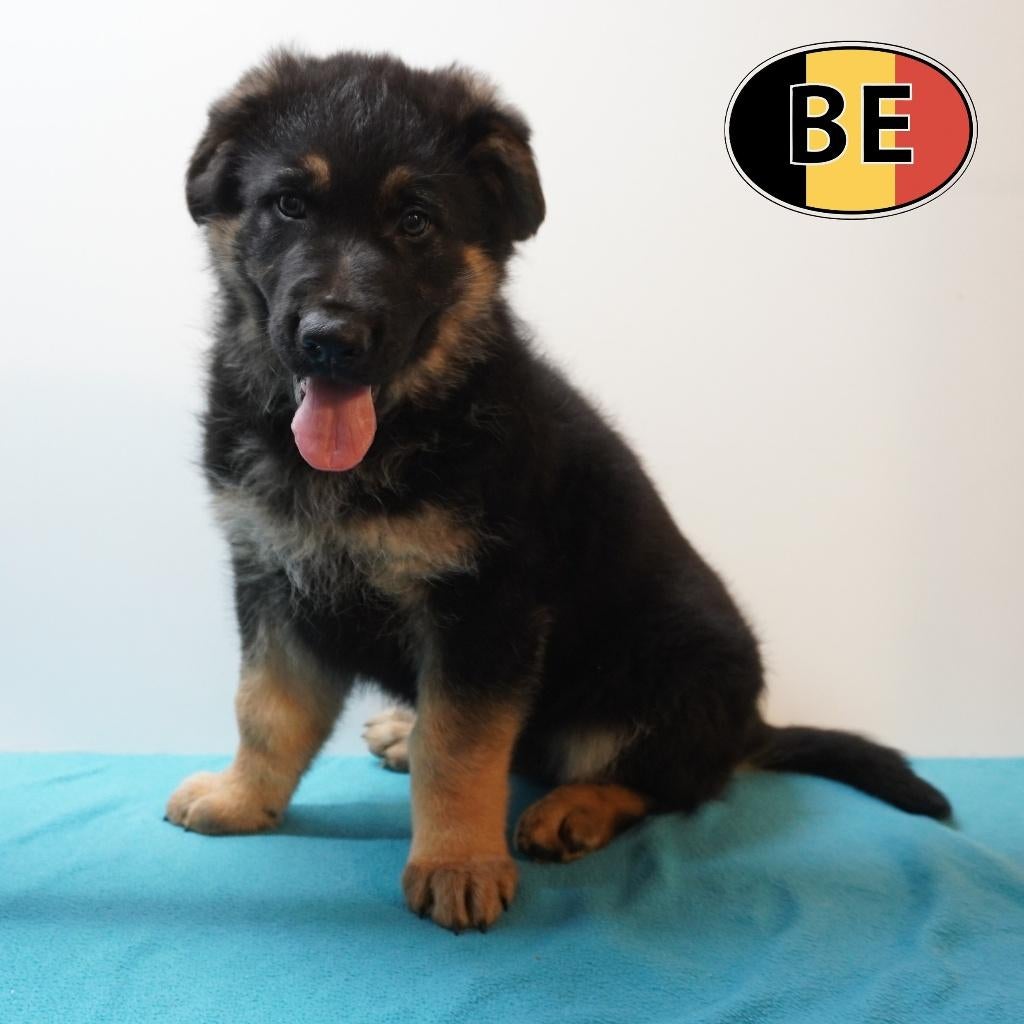 Duitse Herder - pups vol levensvreugde te koop, Dieren en Toebehoren, Parvo, België, 8 tot 15 weken, Meerdere
