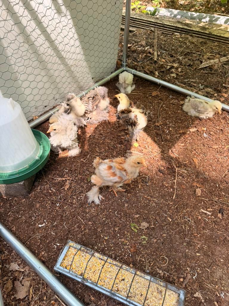 Brahma groothoender  kuikens 3 weken oud, Sexe inconnu, Poule ou poulet