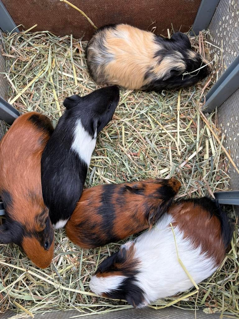 Jonge cavia beertjes, Maart, Mannelijk, Cavia