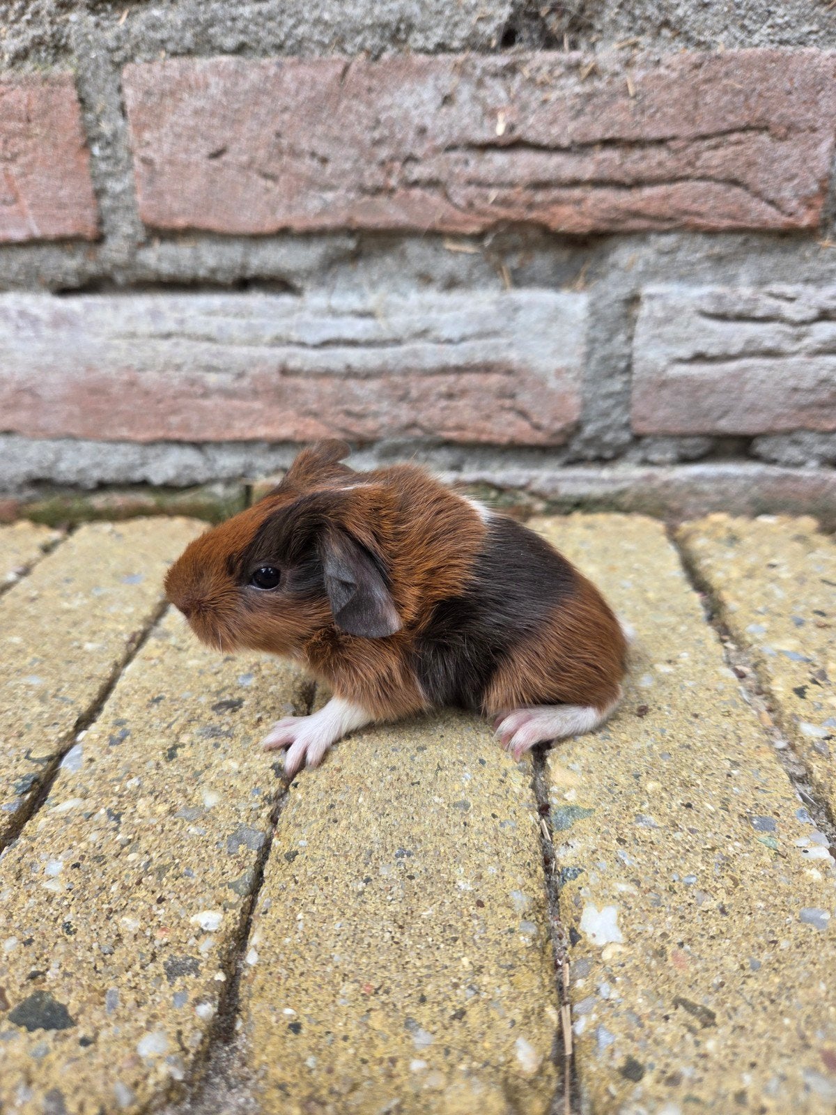Jong cavia zeugje, Animaux & Accessoires, Rongeurs, Juillet, Cobaye, Domestique