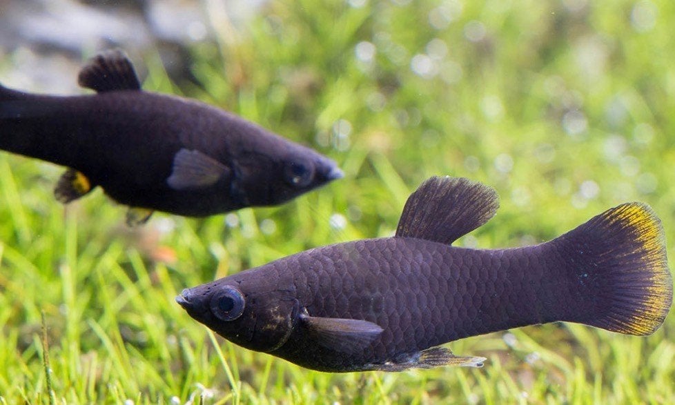 Black Molly – mooie gezonde eigen kweek, Dieren en Toebehoren, Vis, Zoetwatervis, Schoolvis
