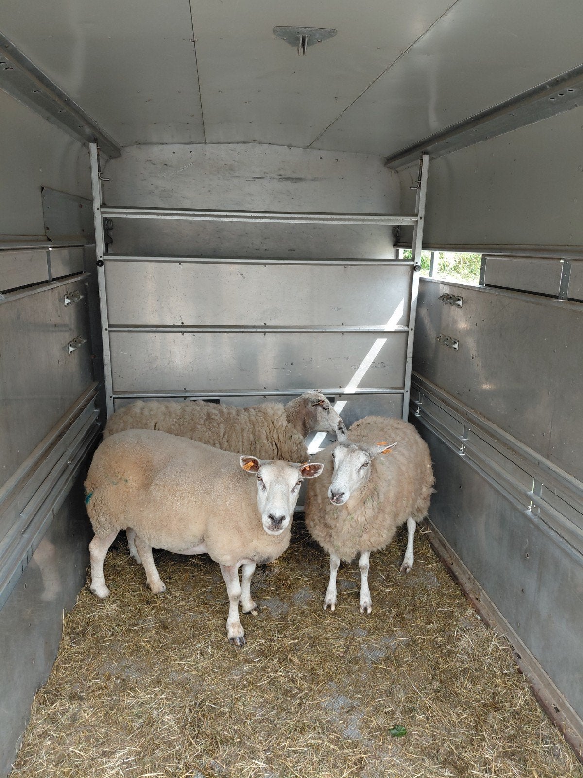 moutons, Animaux & Accessoires, Moutons, Chèvres & Cochons, Mouton