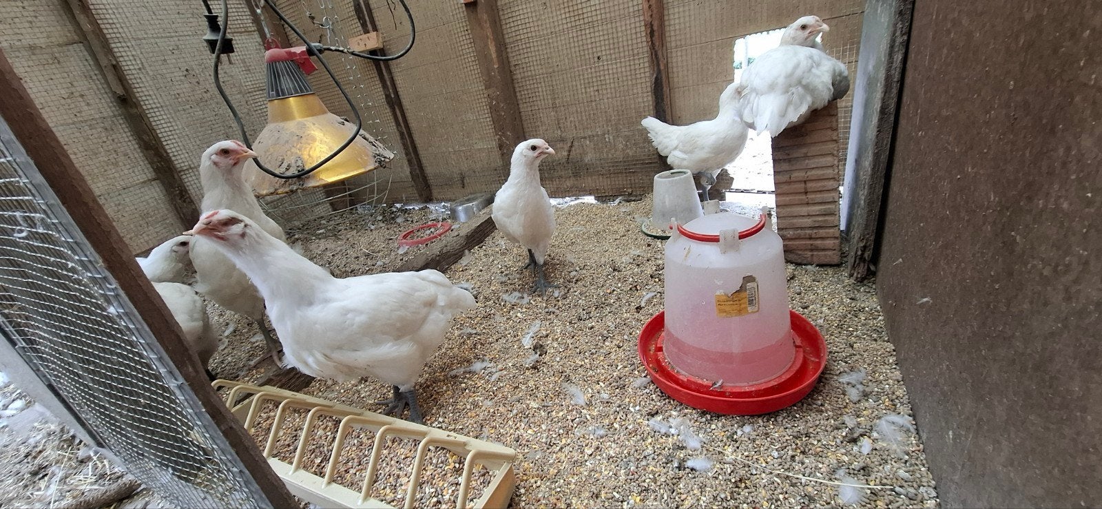 Hennen Poule De Bresse  ,witte kleur  ,raszuiver, Dieren en Toebehoren, Vrouwelijk, Kip