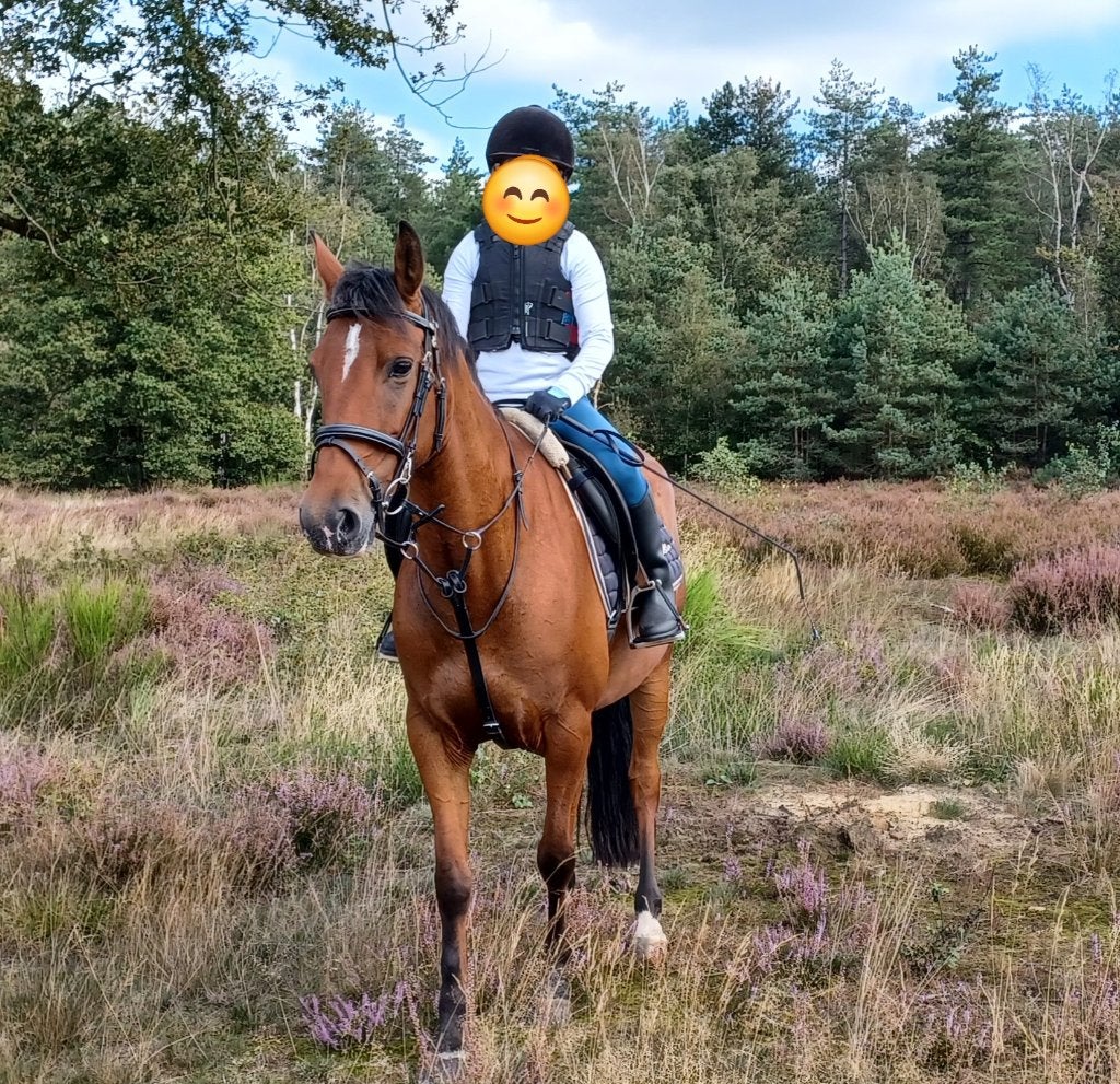 D-pony - merrie  - 11 jaar, Dieren en Toebehoren, Pony's, Merrie, Gechipt