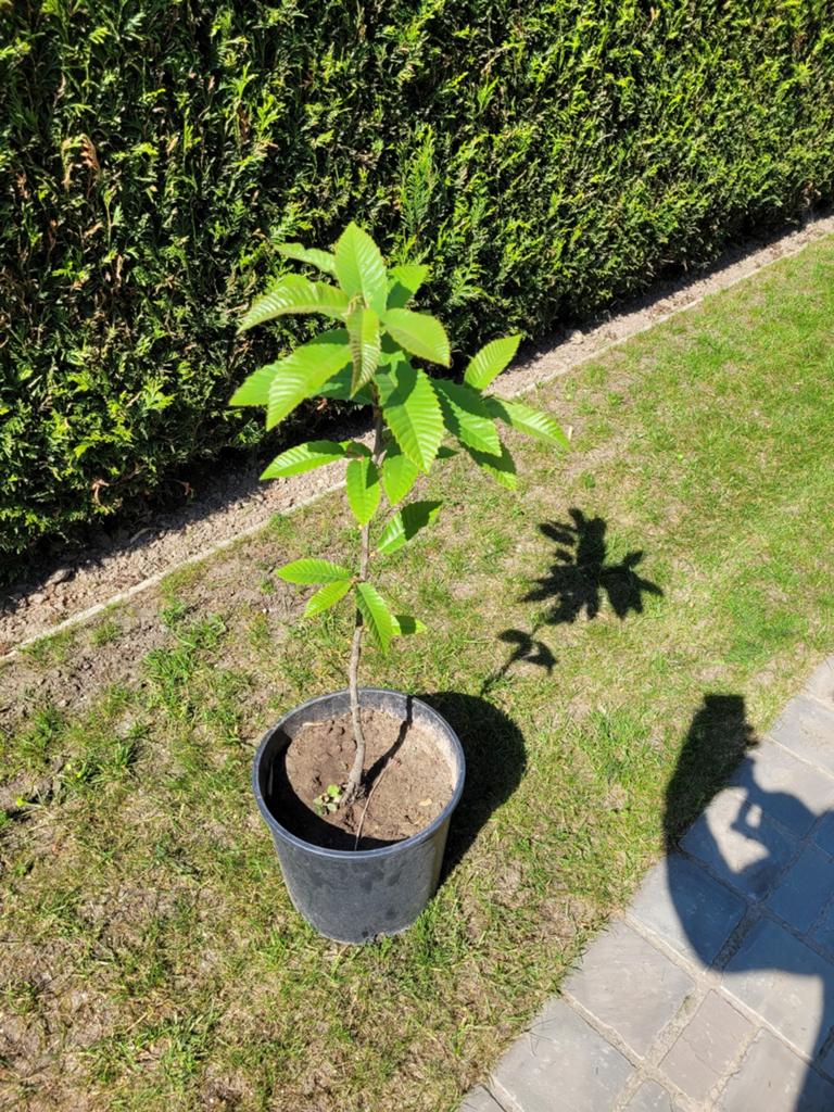Mooie jonge tamme kastanjeboom, Jardin & Terrasse, Plantes | Arbres fruitiers, Enlèvement, Autres espèces