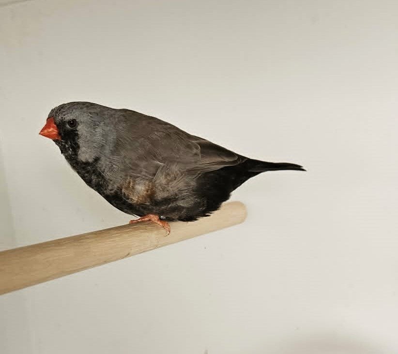zebravink charcoal, Dieren en Toebehoren, Vogels | Overige Vogels, Mannelijk, Tropenvogel, Geringd