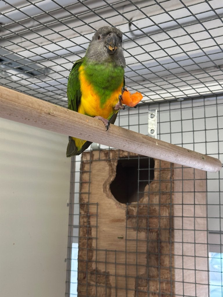 Mooi koppel Bonte Boeren, Dieren en Toebehoren, Meerdere dieren, Papegaai