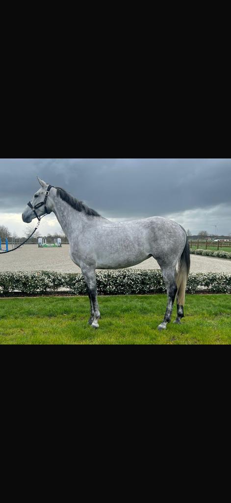 Springpaard, Animaux & Accessoires, Chevaux, M, 165 à 170 cm, Avec pedigree, Cheval de saut