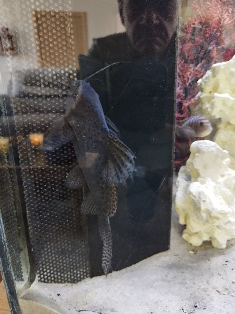 Cychilden, Dieren en Toebehoren, Vissen | Aquariumvissen, Vis, Zoetwatervis
