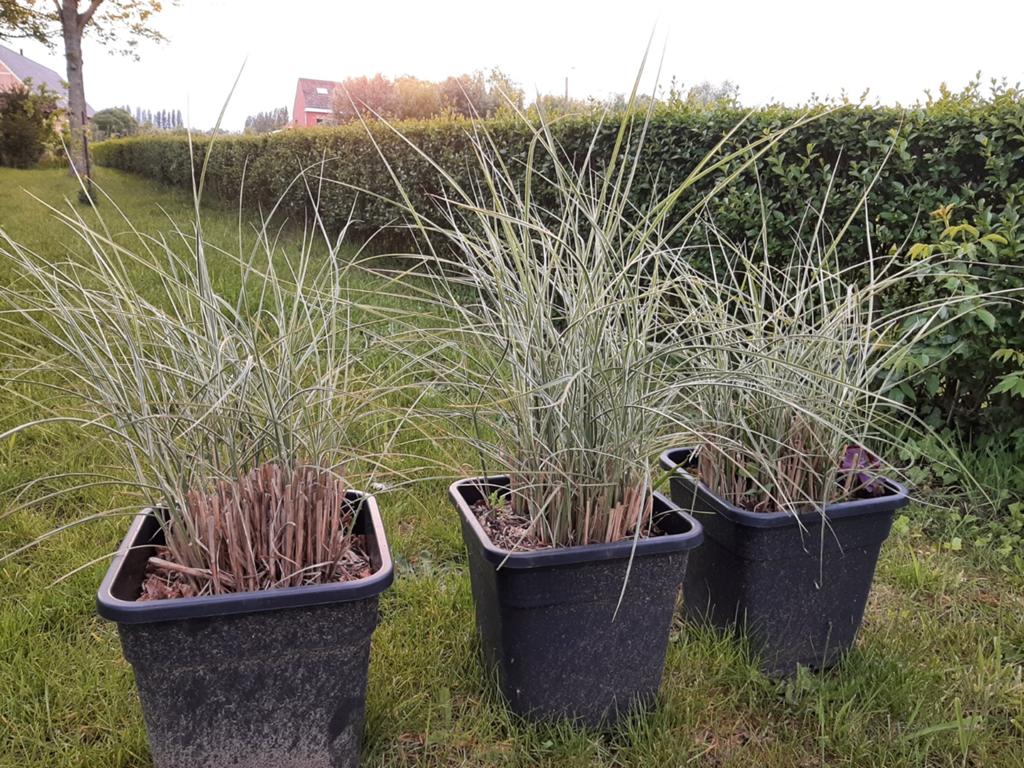 Calamagrostis siergras, Tuin en Terras, Ophalen