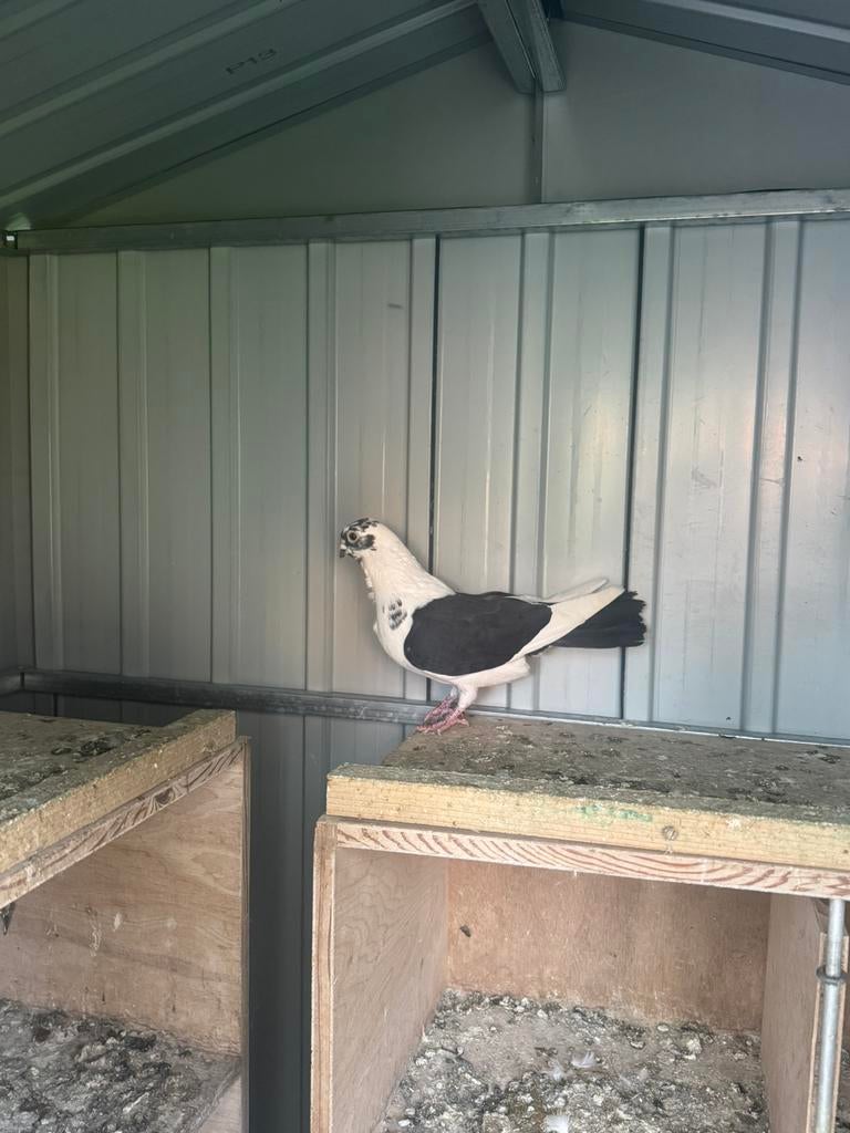 Duiven te koop ( sharca )