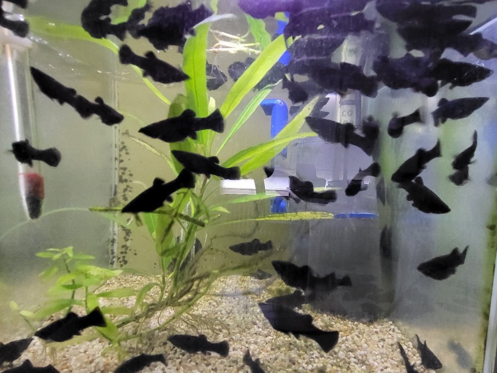 Black Molly's, Dieren en Toebehoren, Vis, Zoetwatervis, Schoolvis