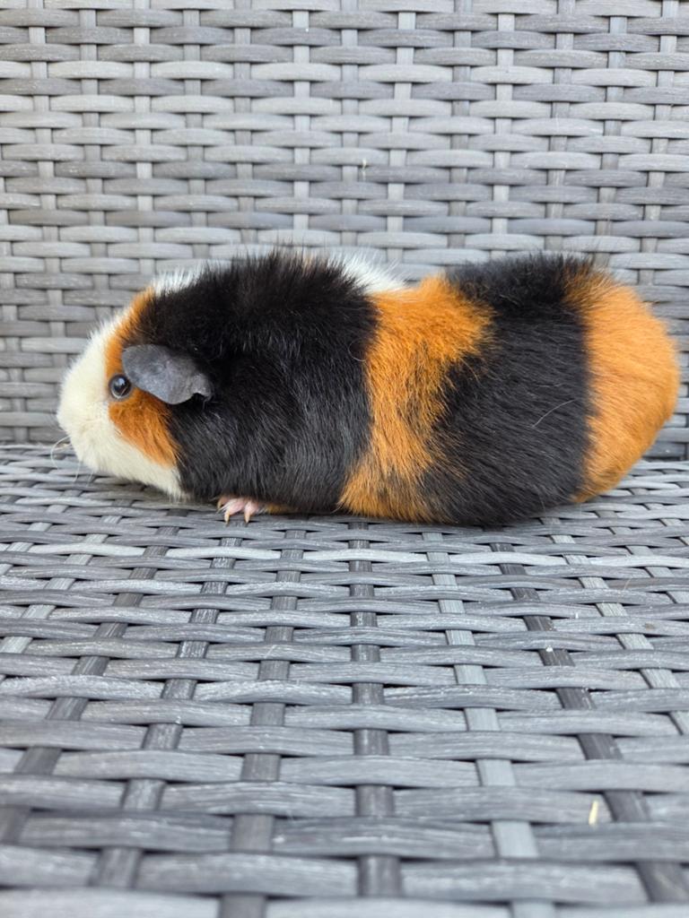 Us teddy zeug, Vrouwelijk, Tam, Maart, Cavia