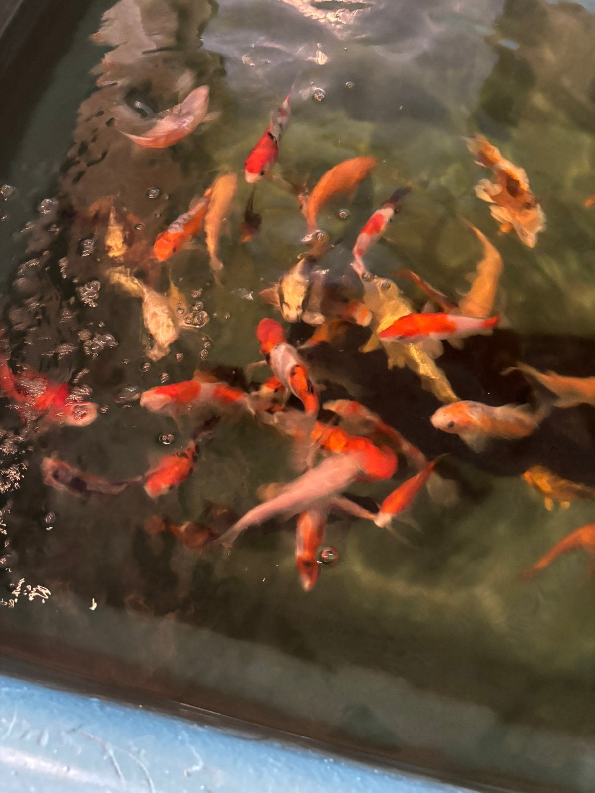 Dit weekend open met deze bak in korting, Dieren en Toebehoren, Vissen | Vijvervissen, Karper of Koi