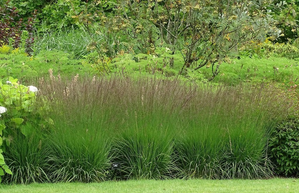 MOLINIA SIERGRASSEN - prachtig en tijdloos, Enlèvement, Graminées ornementales