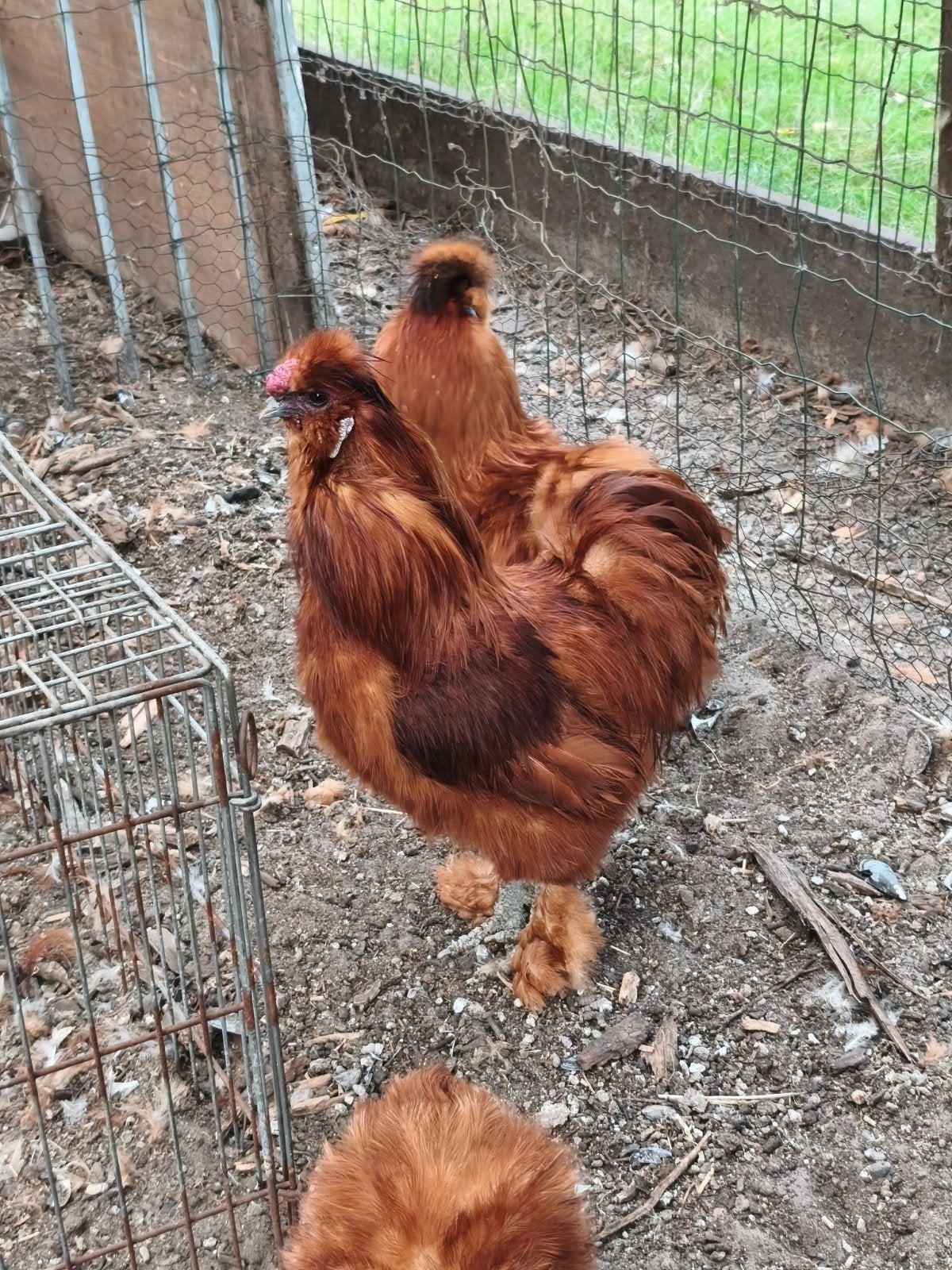 1 haan beschikbaar., Dieren en Toebehoren